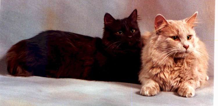 Шантильи Тиффани серый