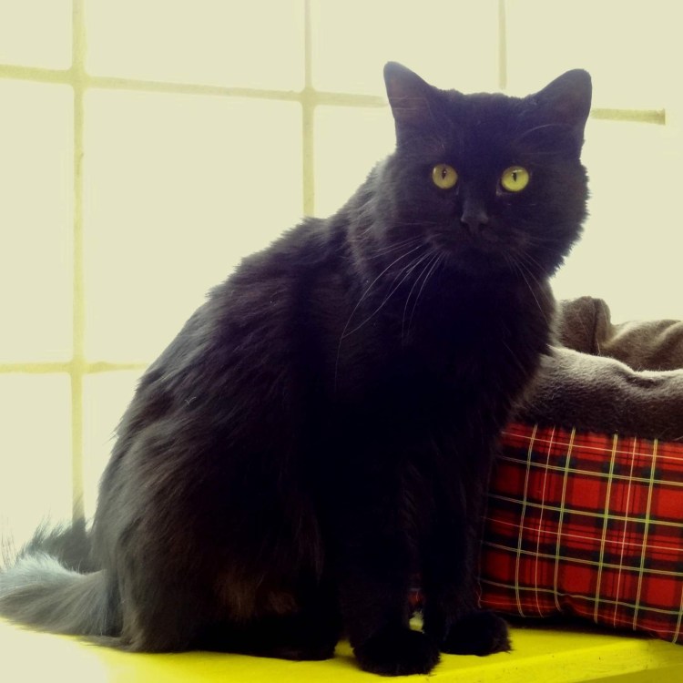 Шантильи-Тиффани порода кошек