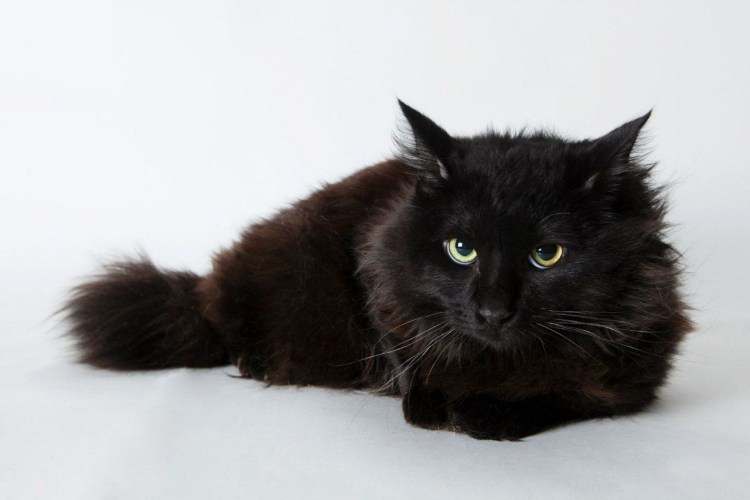 Кошка шантильи Тиффани шоколадная