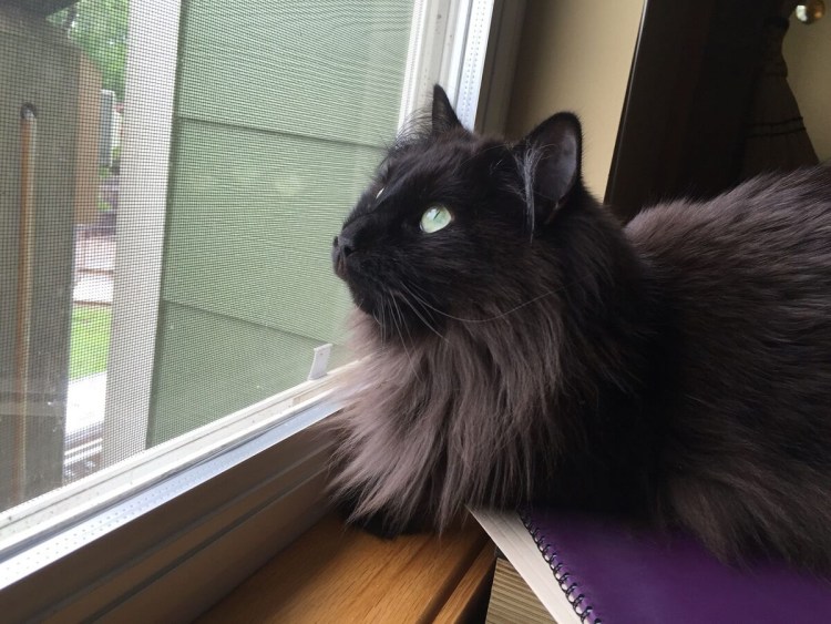 Шантильи Тиффани кошка