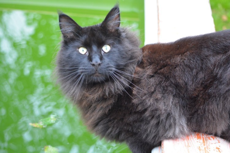 Шантильи Тиффани порода