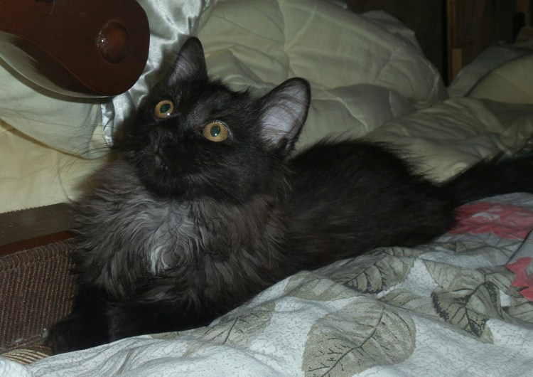 Шантильи Тиффани котята