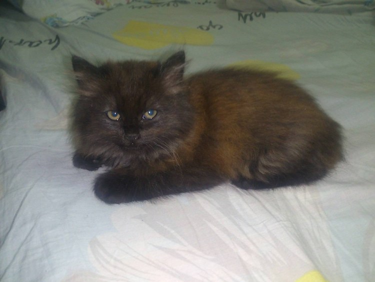 Шантильи Тиффани порода