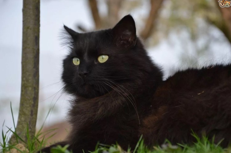 Шантильи Тиффани порода