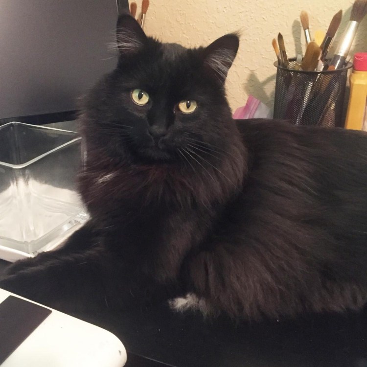 Шантильи Тиффани порода