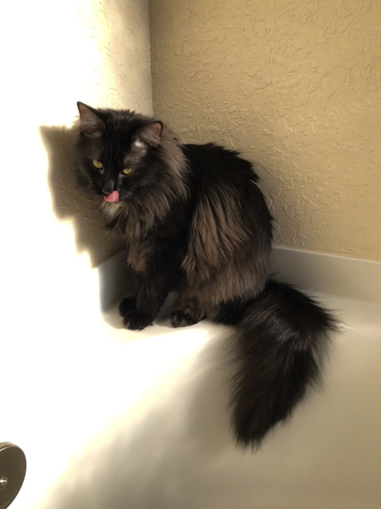 Кот с черной челкой