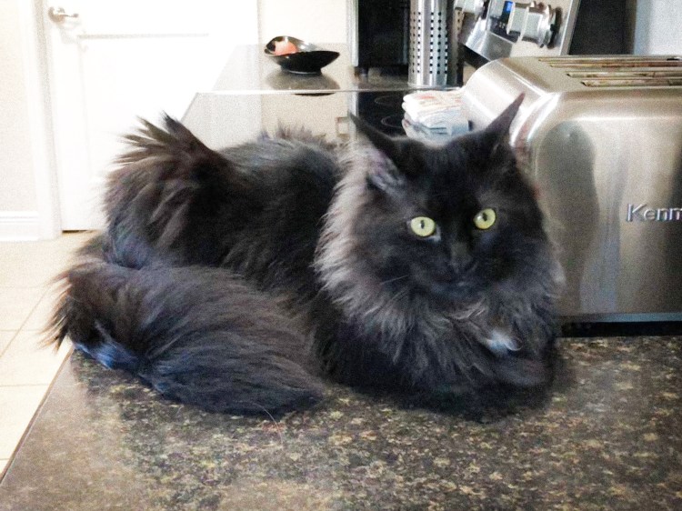 Шантильи Тиффани серый