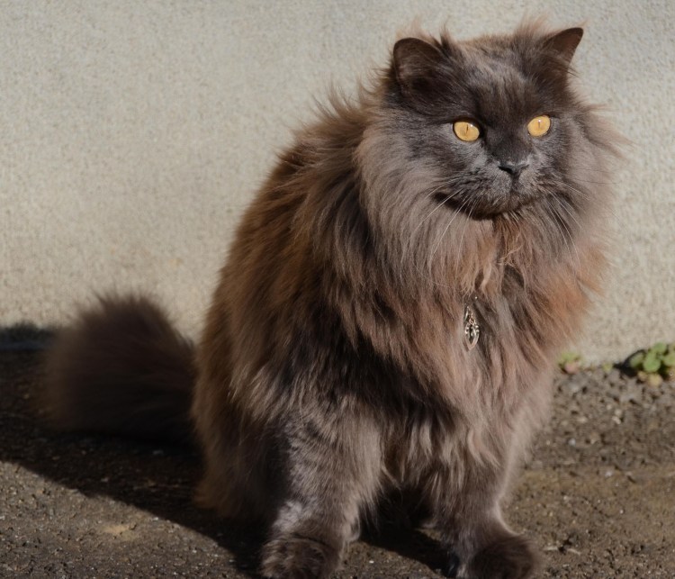 Тиффани шантильи черный