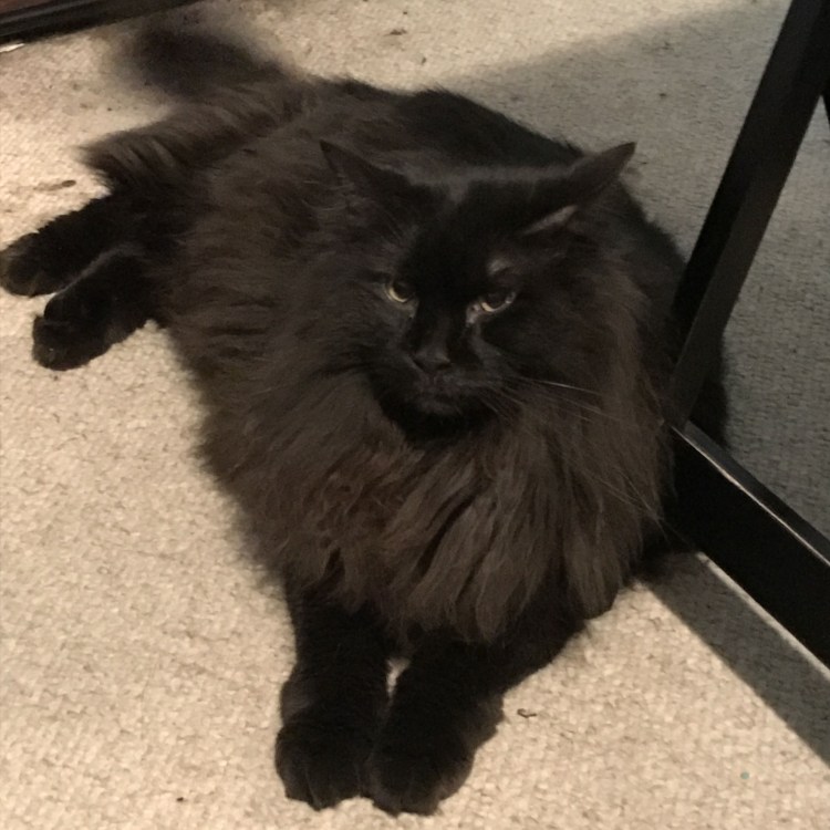 Котята шантильи Тиффани черепахового окраса