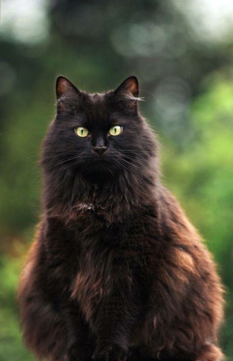 Шантильи Тиффани кошка