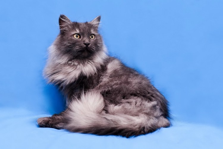 Тиффани порода кошек