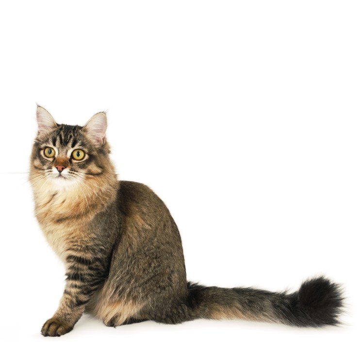 Шантильи Тиффани порода котёнок