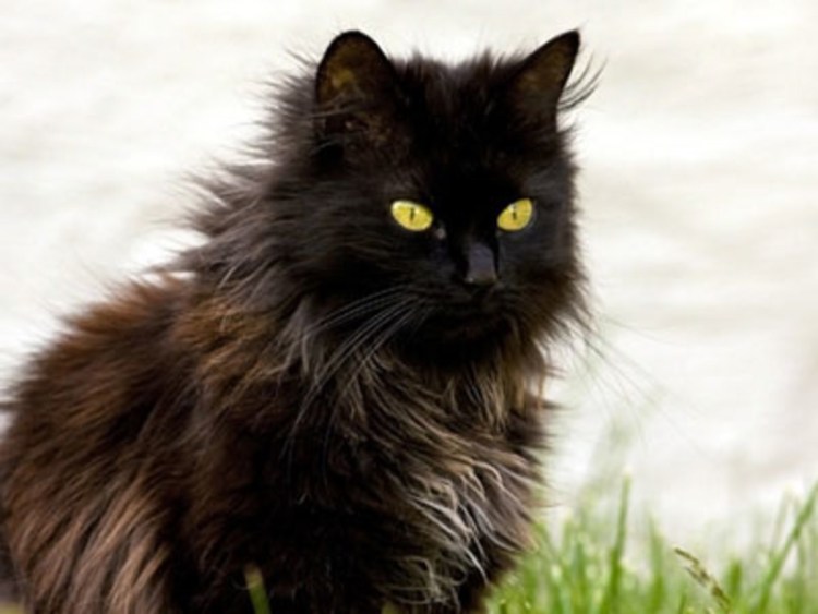 Шантильи Тиффани порода