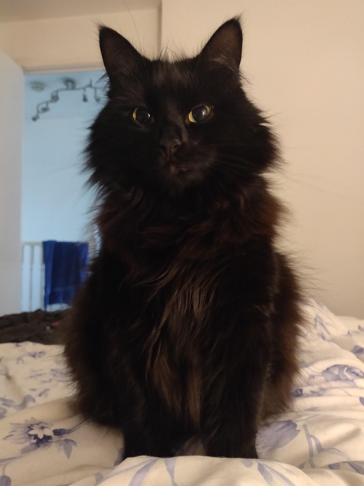 Маленький котенок порода шантильи и Тиффани