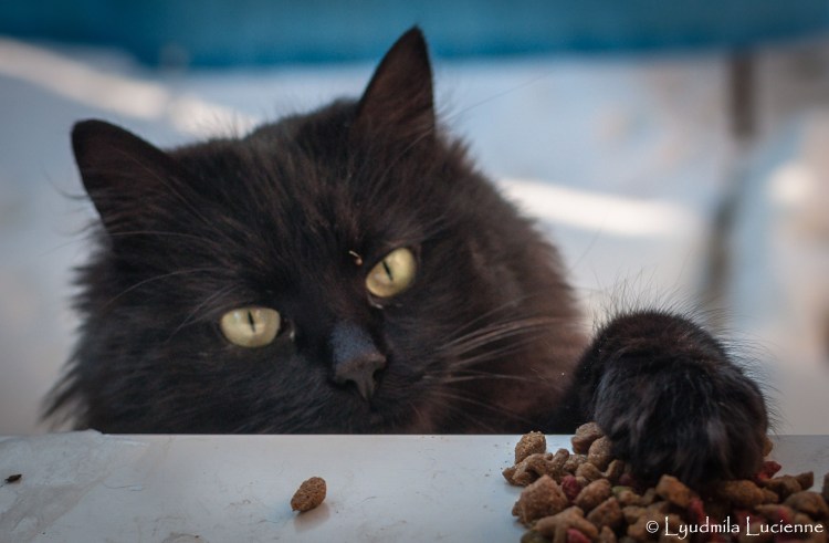 Шантильи Тиффани котята