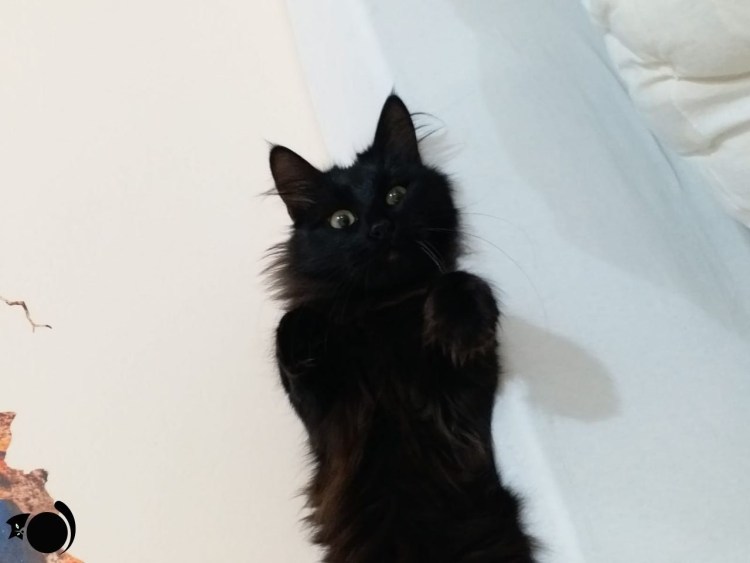 Шантильи Тиффани серый