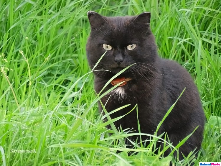 Искусственно выведенные породы кошек