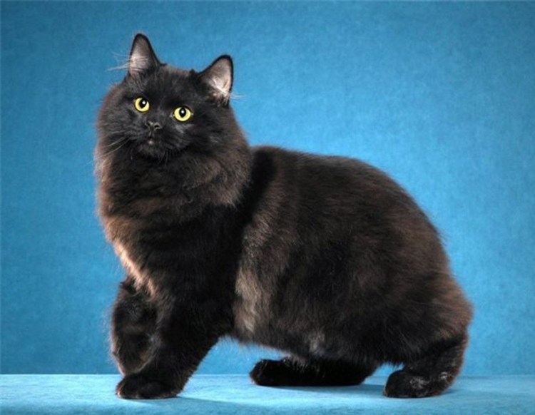 Черный кот шантильи Тиффани