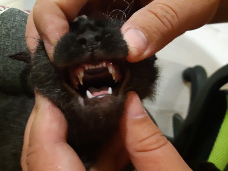 Ультразвуковая чистка зубов собаке