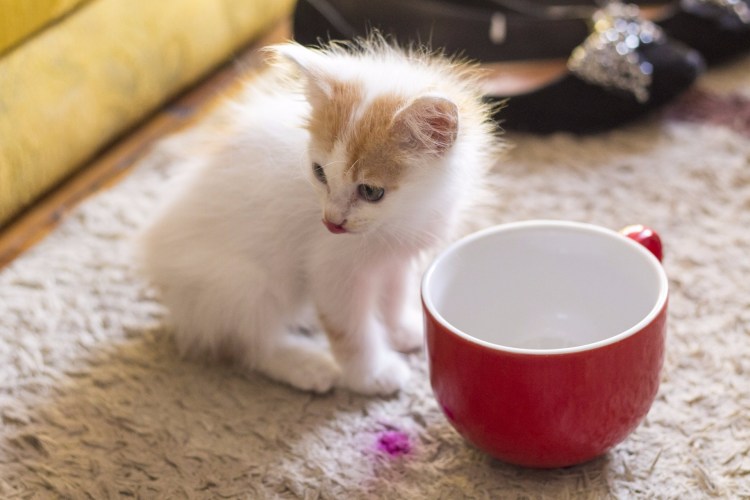 Маленький котёнок кушает