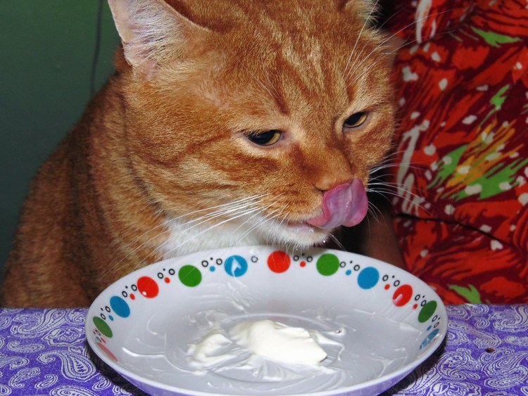 Кот в сметане