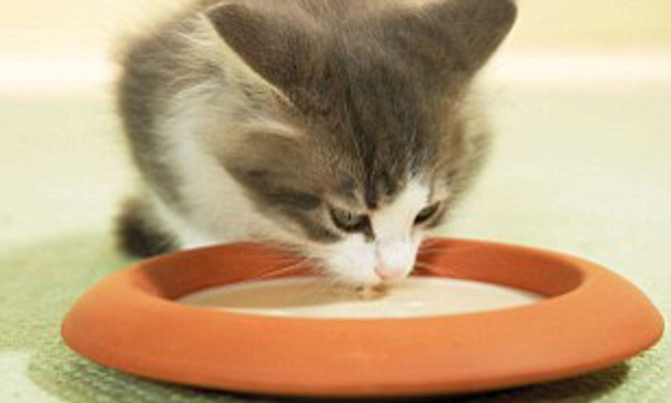 Котенок в миске с молоком