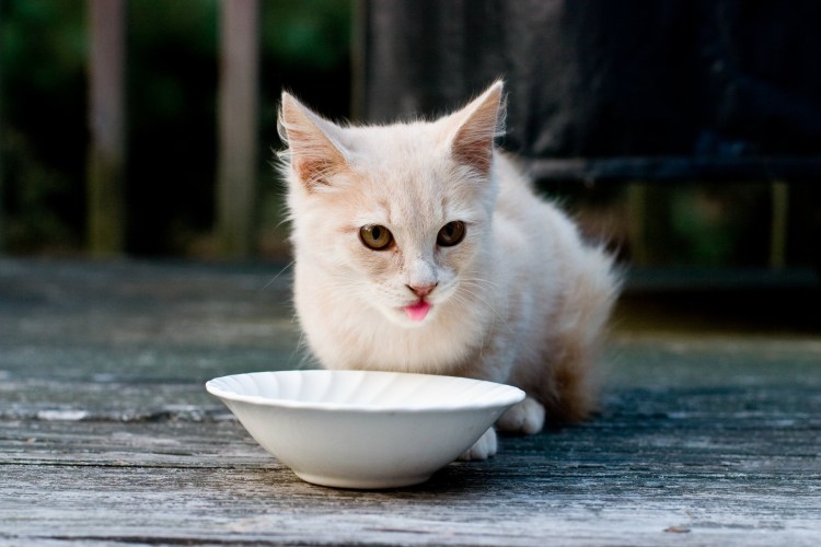 Котенок лакает молоко