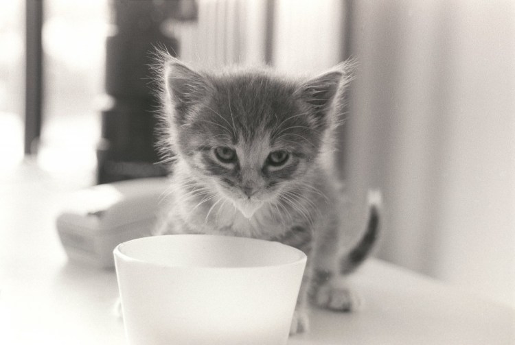 Молоко для котят