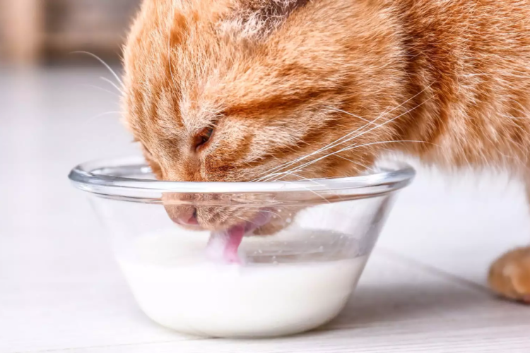 Кот лакает молоко