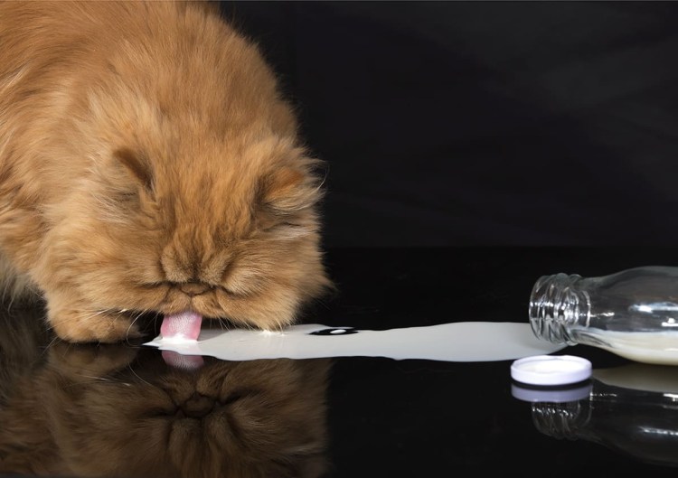 Кот пьет молоко