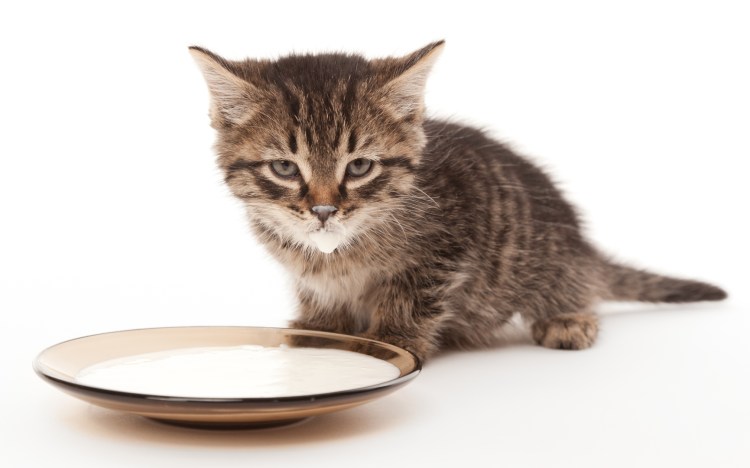 Миски для котят