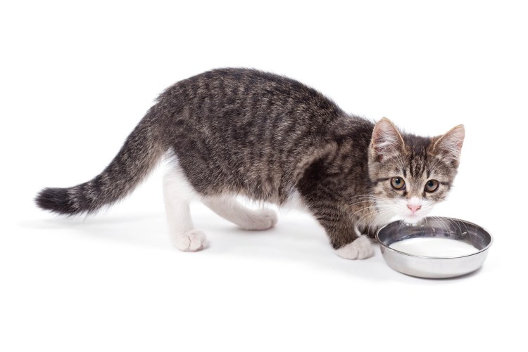 Кот пьет молоко на белом фоне