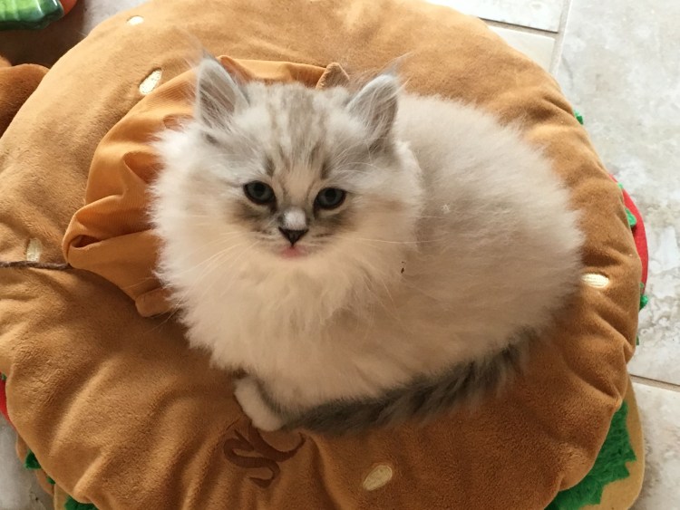 Рэгдолл миттед