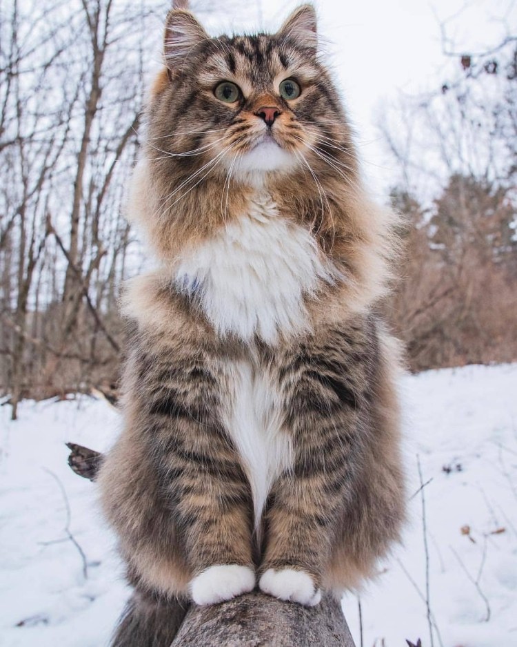Порода кошек рого Маффин