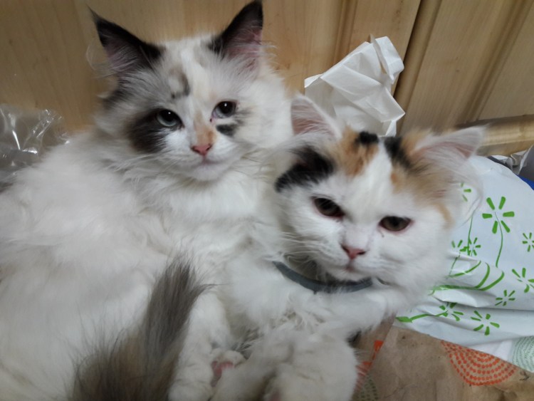 Рагамаффин (порода кошек)