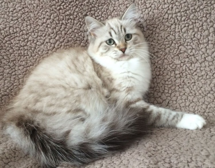 Рагамаффин серый