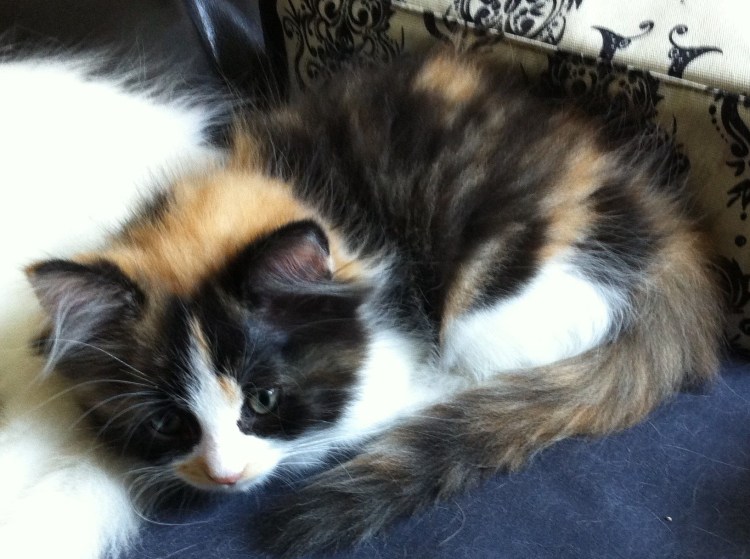 Рагамаффин котята