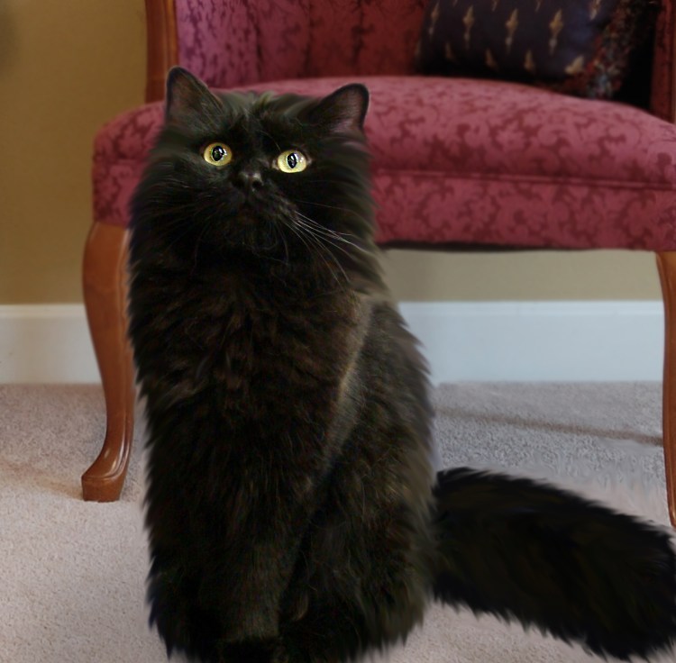 Рагамаффин (порода кошек)