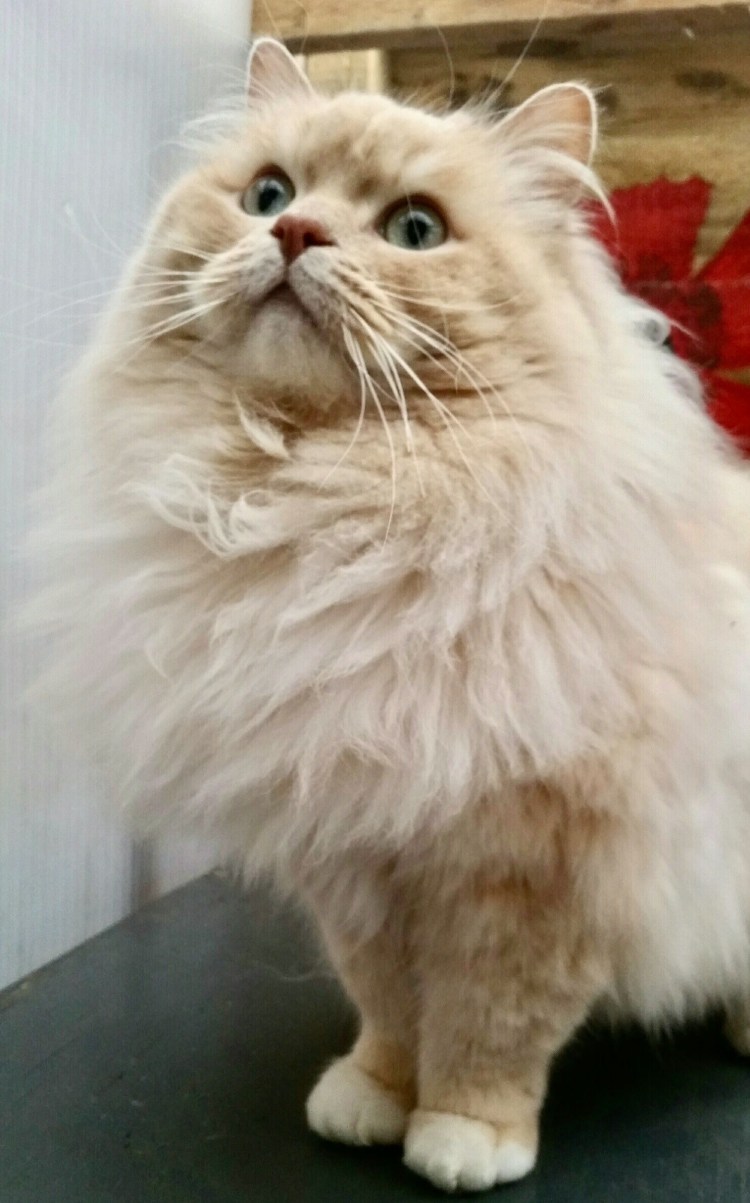 Калико и Арлекин