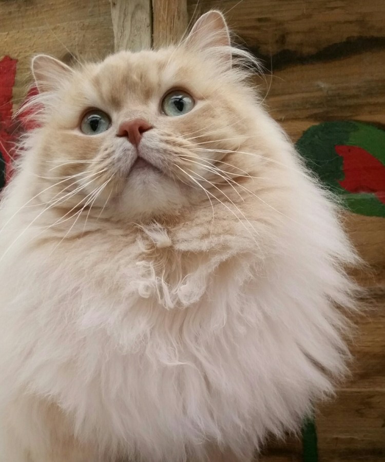 Рагамаффин белый