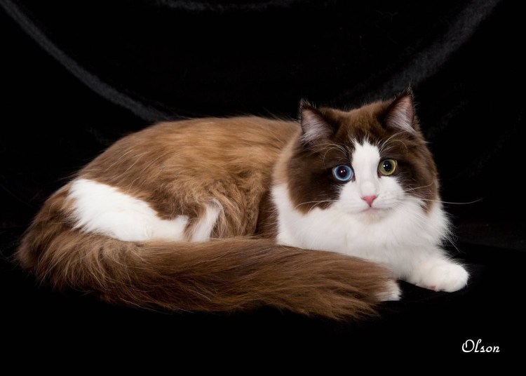 Рэгдолл и рагамаффин