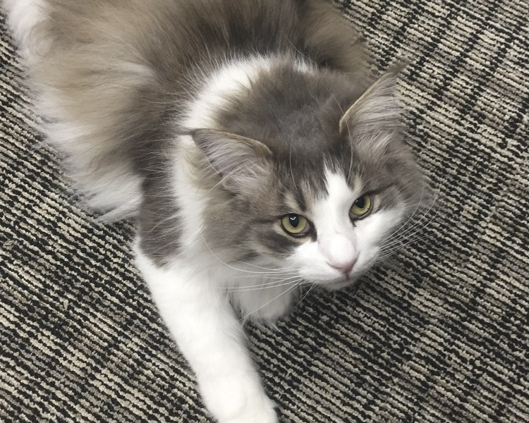 Рагамаффин серый