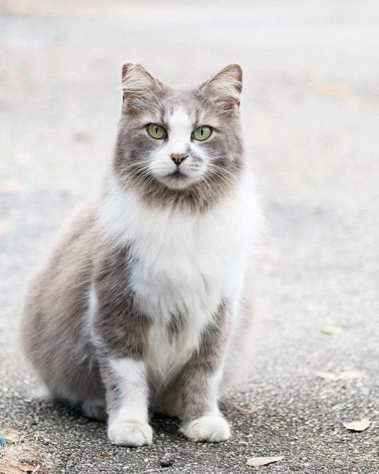 Фото котёнка чёрного мальчик распечатоть