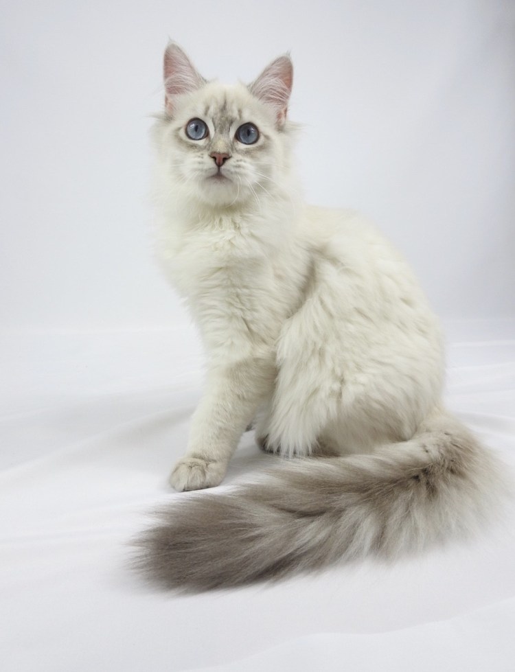 Рагамаффин кошка