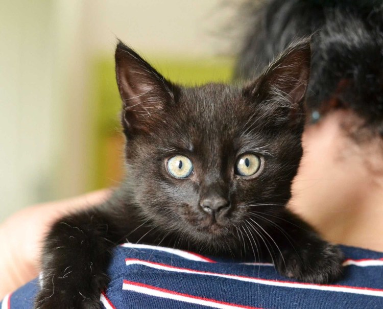 Порода кошек рогомафины