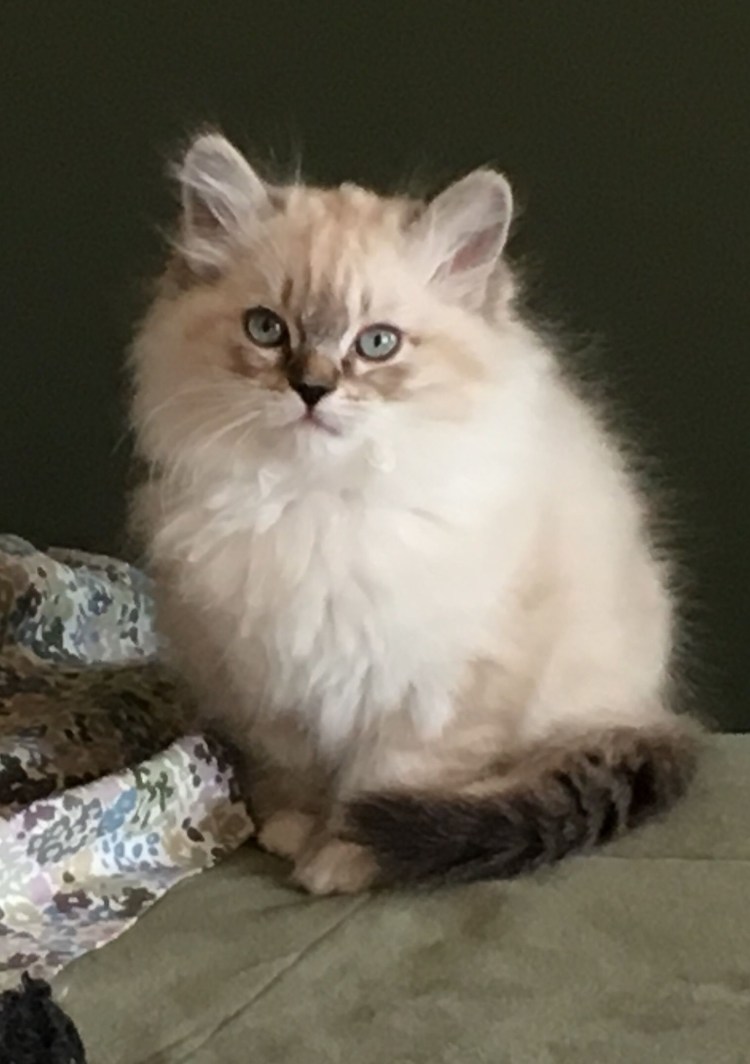 Рагамаффин и Рэгдолл отличия(порода кошек)