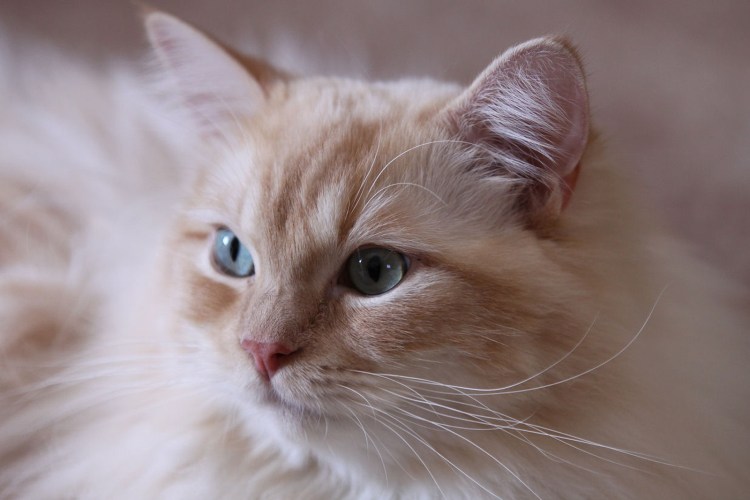 Рагамаффин порода