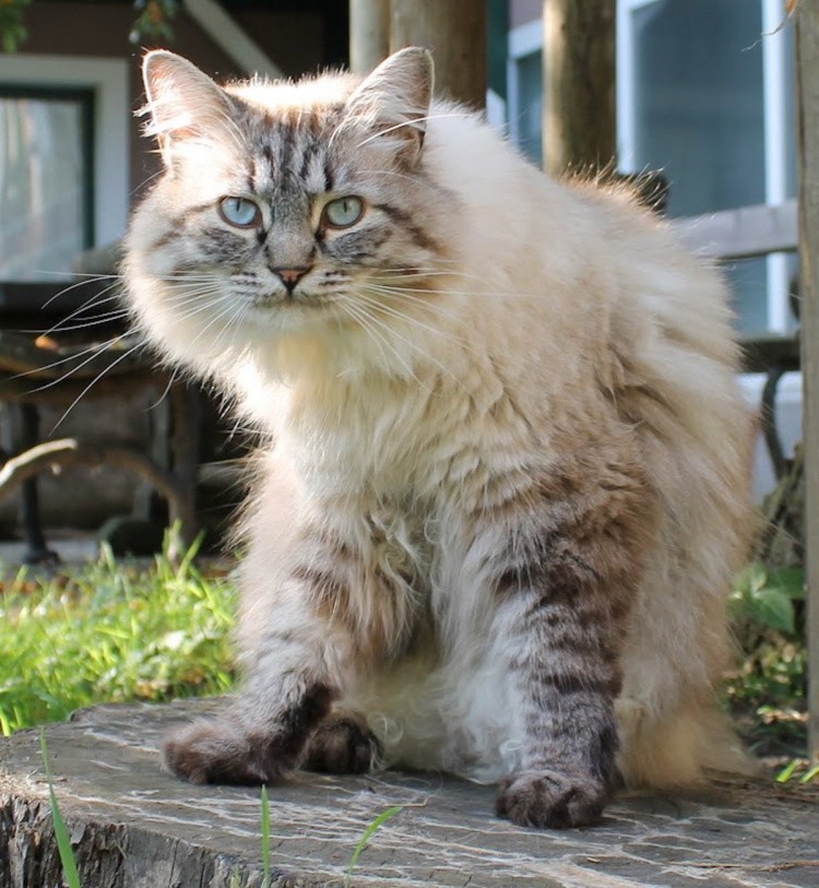 Сибирская кошка и рагамаффин