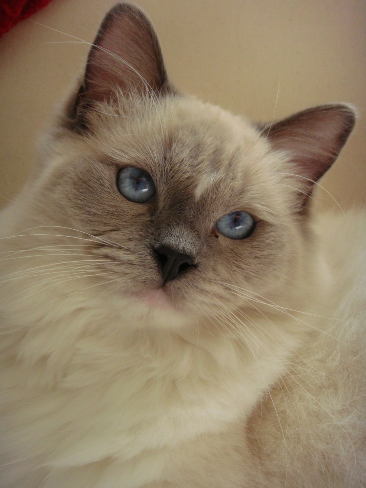 Рэгдолл колор Пойнт