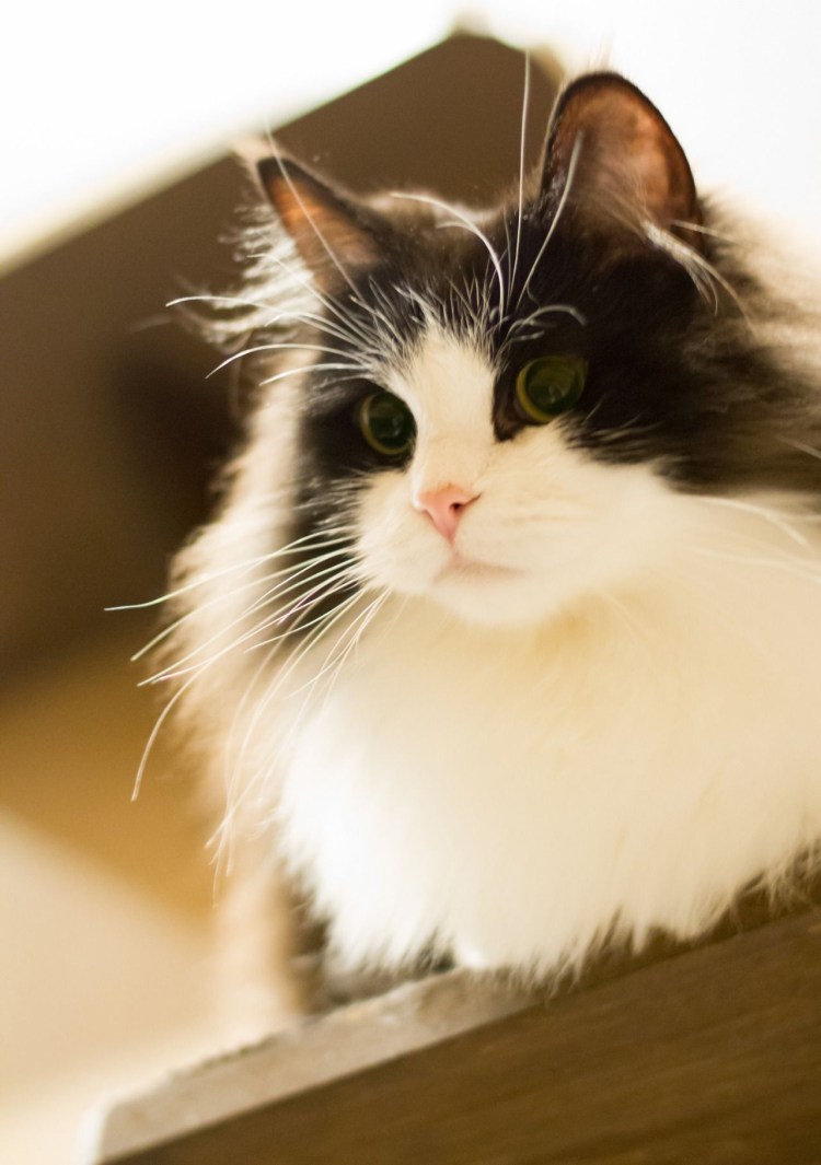 Коты породы рагамаффин